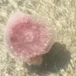 Phát hiện "quái vật" khổng lồ trên bãi biển, săn mồi theo cách đáng sợ 1 175870188480756712275 1758707654237650288769 0 0 400 640 crop 1758707661258888717090jpg