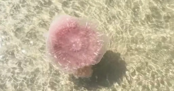 Phát hiện "quái vật" khổng lồ trên bãi biển, săn mồi theo cách đáng sợ 1 175870188480756712275 1758707654237650288769 0 0 400 640 crop 1758707661258888717090jpg