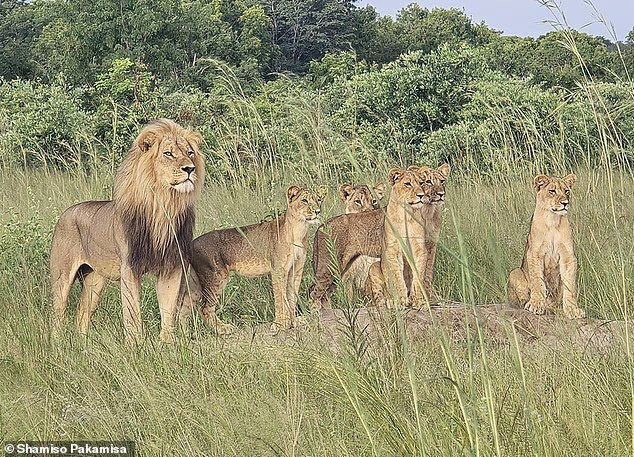 Sư tử nổi tiếng bị dụ ra khỏi công viên bảo tồn bằng thịt thối và bắn chết, bức ảnh