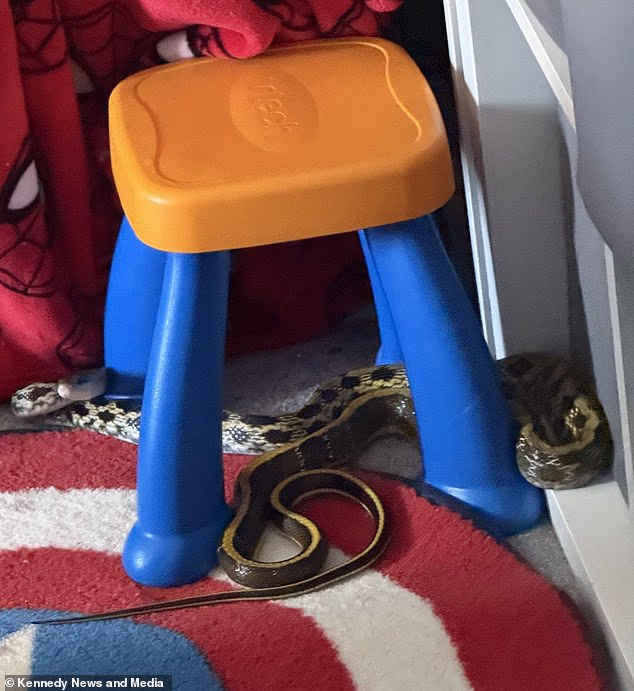 Bà mẹ hoảng loạn khi phát hiện ra thứ kinh hoàng trong phòng con- Ảnh 1.