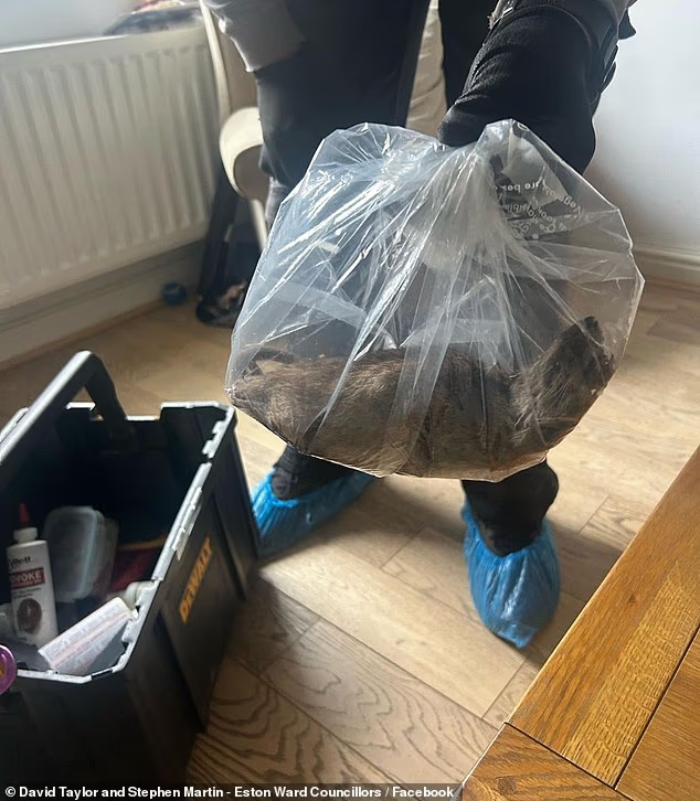 Anh: Phát hiện chuột khổng lồ dài hơn nửa mét ở khắp nơi- Ảnh 3. Anh: Phát hiện chuột khổng lồ dài hơn nửa mét ở khắp nơi- Ảnh 3.