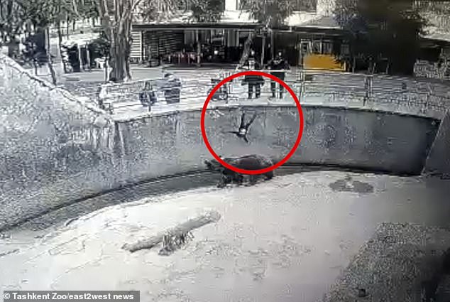 Phẫn nộ tột cùng: Mẹ ném con 3 tuổi vào chuồng gấu, 4 năm sau tiếp tục xuống tay tiếp với chính con mình- Ảnh 1.