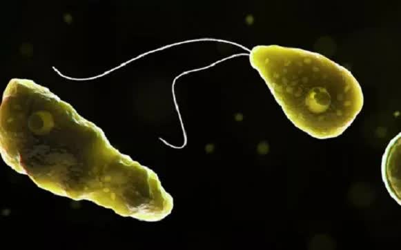 Ký sinh trùng amip ăn não dưới kính hiển vi (Ảnh: CCO)