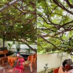 Cây khế 23 năm tuổi, tán lá 'khổng lồ' ở Thanh Hóa gây sốt mạng xã hội 1736917301 290 thumbnail width740height495 anh cat 3 2 auto cropjpg