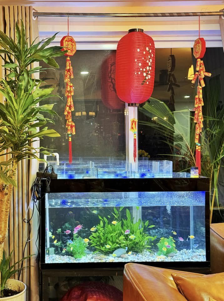 1737773471-co-ngoi-5-ty-cua-mc-nguyen-khang-ruc-ro-sac-xuan-chau-hoa-chau-quat-cung-duoc-lam-dom-rat-dieu-7-9-n-8299-29-width716height960 Cơ ngơi 5 tỷ của MC Nguyên Khang rực rỡ sắc xuân, chậu hoa chậu quất cũng được