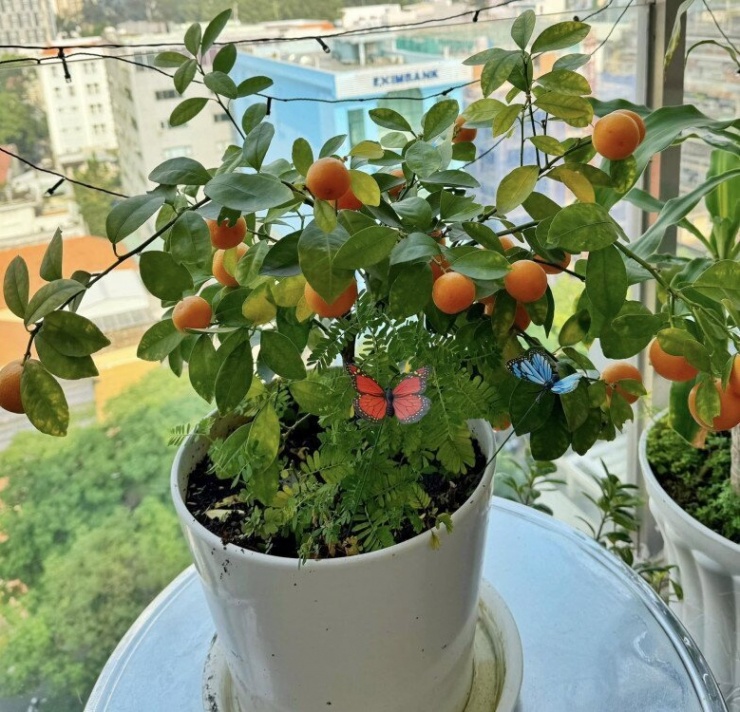 1737773472-co-ngoi-5-ty-cua-mc-nguyen-khang-ruc-ro-sac-xuan-chau-hoa-chau-quat-cung-duoc-lam-dom-rat-dieu-2-6-n-8298-23-width780height750 Cơ ngơi 5 tỷ của MC Nguyên Khang rực rỡ sắc xuân, chậu hoa chậu quất cũng được