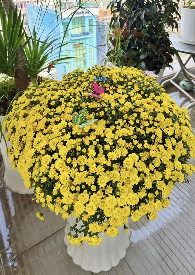 1737773472-co-ngoi-5-ty-cua-mc-nguyen-khang-ruc-ro-sac-xuan-chau-hoa-chau-quat-cung-duoc-lam-dom-rat-dieu-7-8-n-8298-835-width682height960 Cơ ngơi 5 tỷ của MC Nguyên Khang rực rỡ sắc xuân, chậu hoa chậu quất cũng được