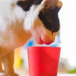 Uống chung cốc nước với mèo cưng, người đàn ông suýt mất mạng 1741572426 942 thumbnail width740height495 anh cat 3 2 auto cropjpg