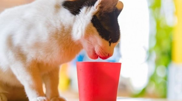 Uống chung cốc nước với mèo cưng, người đàn ông suýt mất mạng 1741572426 942 thumbnail width740height495 anh cat 3 2 auto cropjpg