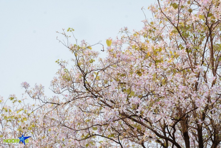 'Nàng thơ' đổ xô về con đường hoa ban chụp ảnh ở Hà Nội - 2