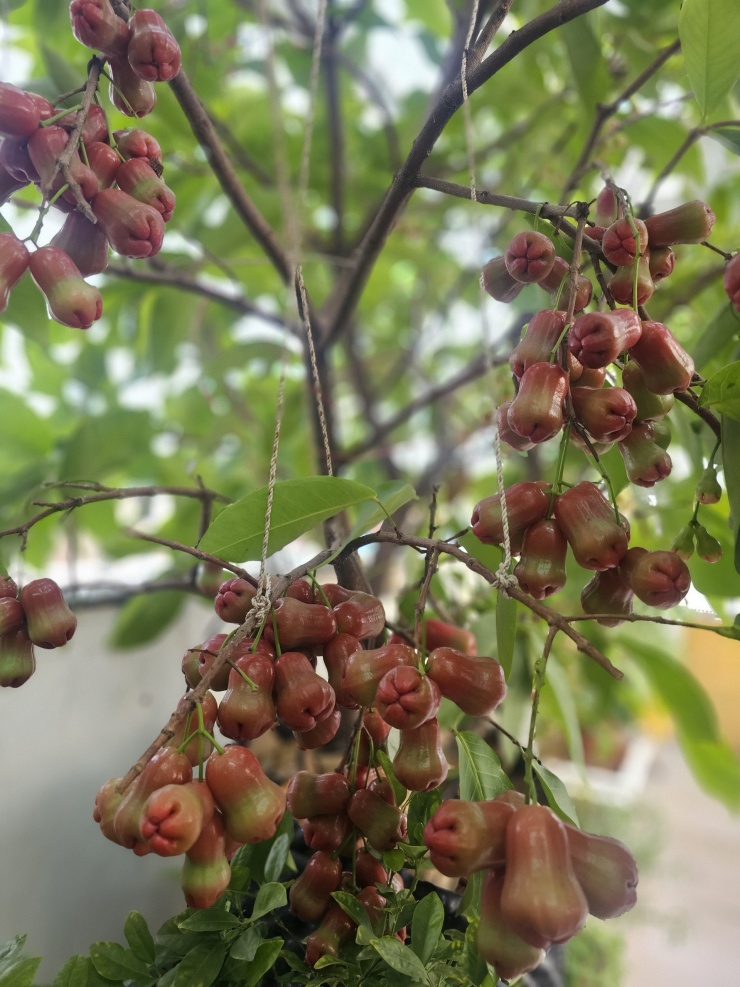 Chàng trai biến sân thượng ở TPHCM thành 'vườn chữa lành' sum sê - 7