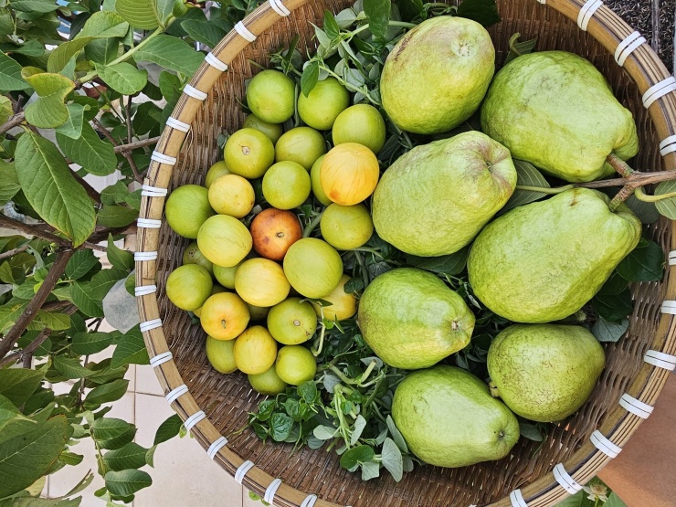 Chàng trai biến sân thượng ở TPHCM thành 'vườn chữa lành' sum sê - 8