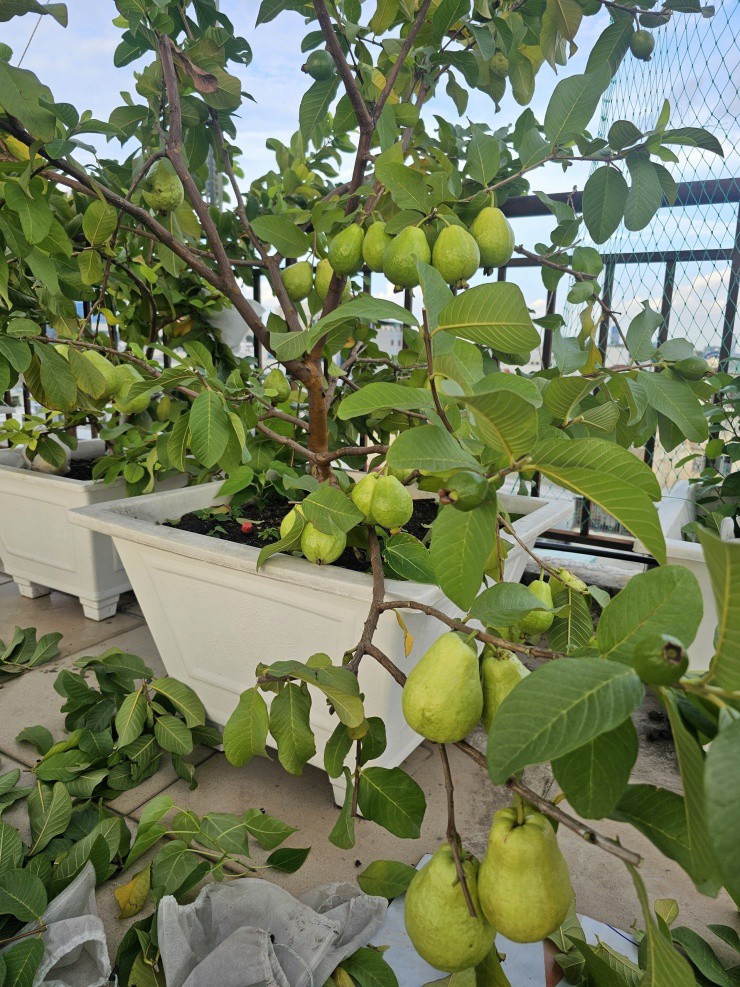 Những chậu cây ăn quả