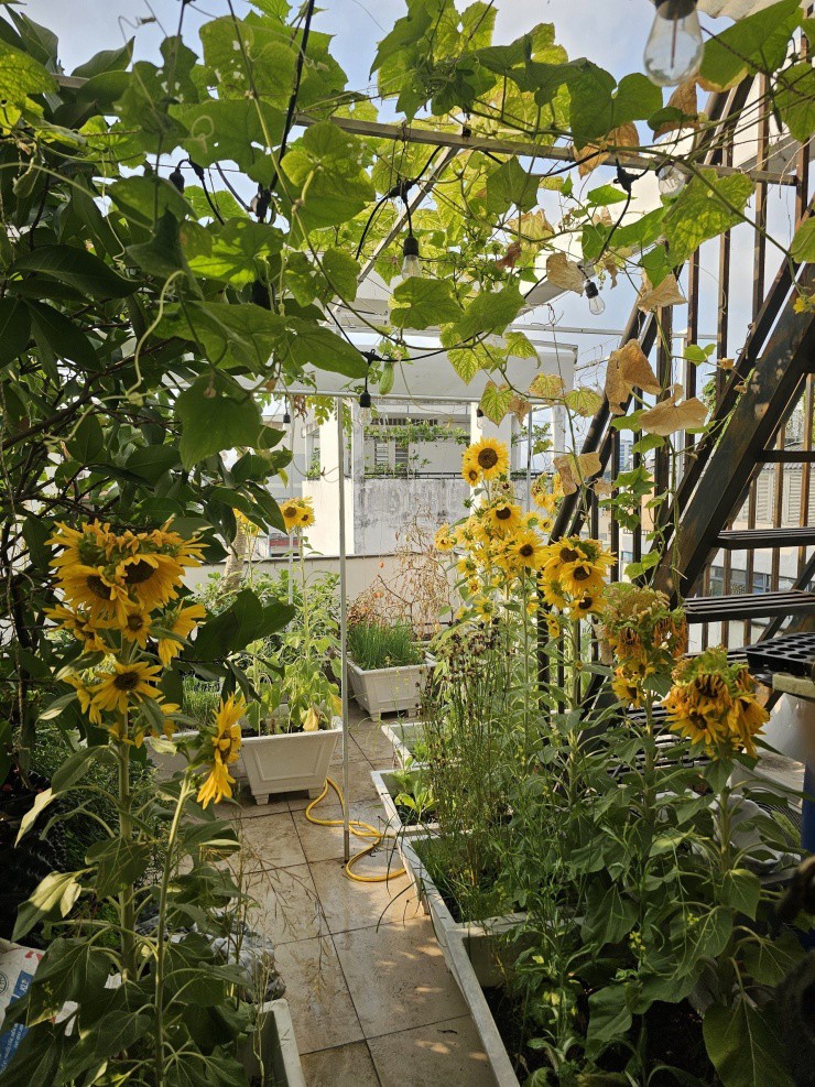 Khu vườn được