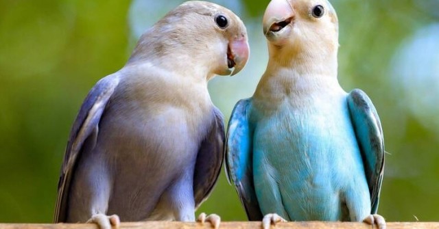 Chàng trai bị 2 con vẹt vạch mặt chuyện ngoại tình trước mặt bạn gái 1744428171 312 thumbnail width740height495 anh cat 3 2 auto cropjpg 1