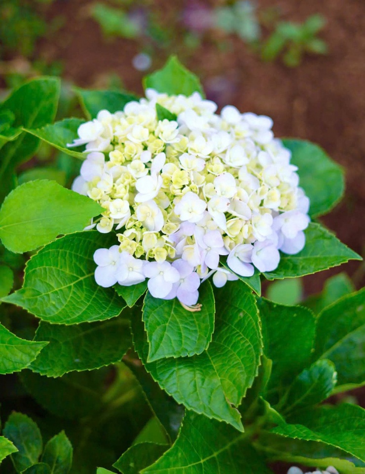 Cô gái Đắk Lắk tự mua đất, làm nhà gỗ, tạo không gian sống đẹp mê mẩn - 6