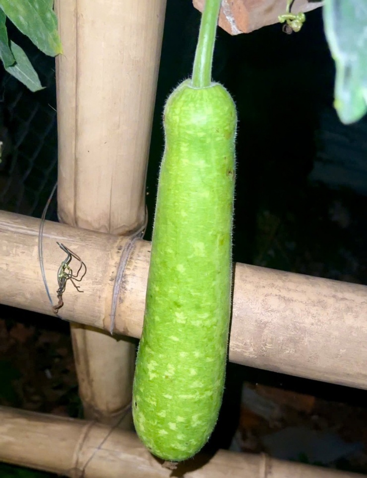 Hoa và trái trong khu vườn của Thùy