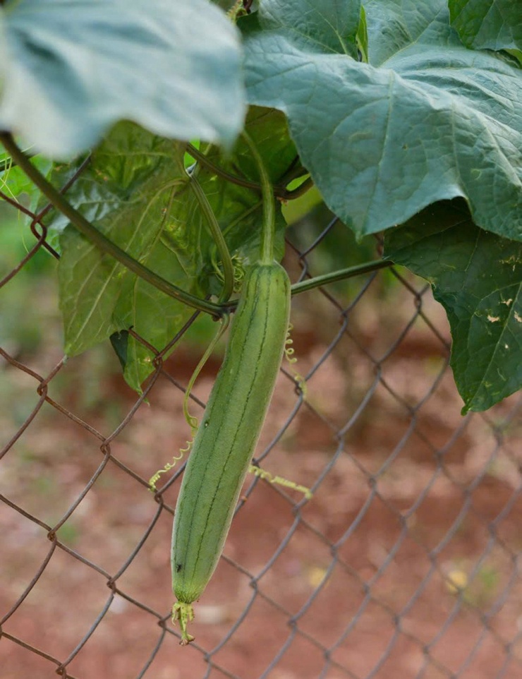 Cô gái Đắk Lắk tự mua đất, làm nhà gỗ, tạo không gian sống đẹp mê mẩn - 7