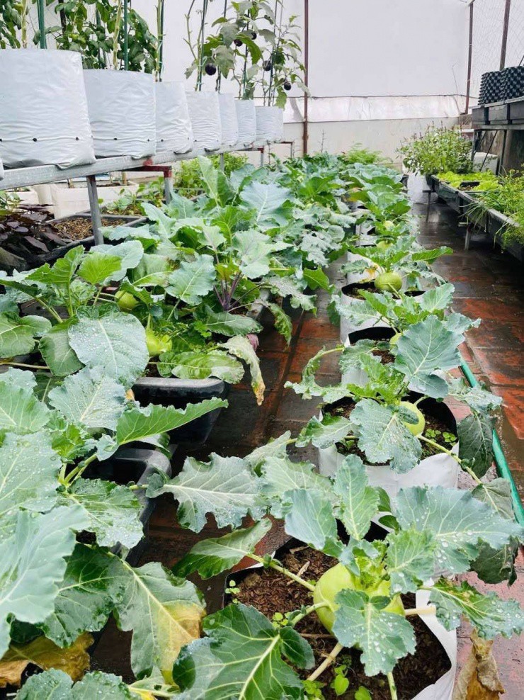 1747186072-0411e6e2-e97f-46ba-875a-53befa7c1d22-65472-width956height1276 Ông bố 29 tuổi ở Hà Nội làm vườn trồng rau, nuôi cá rộng 200m2 trên sân thượng - 3