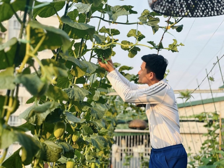 1747186073-vuon-san-thuong-65476-width1920height1440 Anh Tiến dành nhiều tâm huyết cho vườn dưa 50 gốc