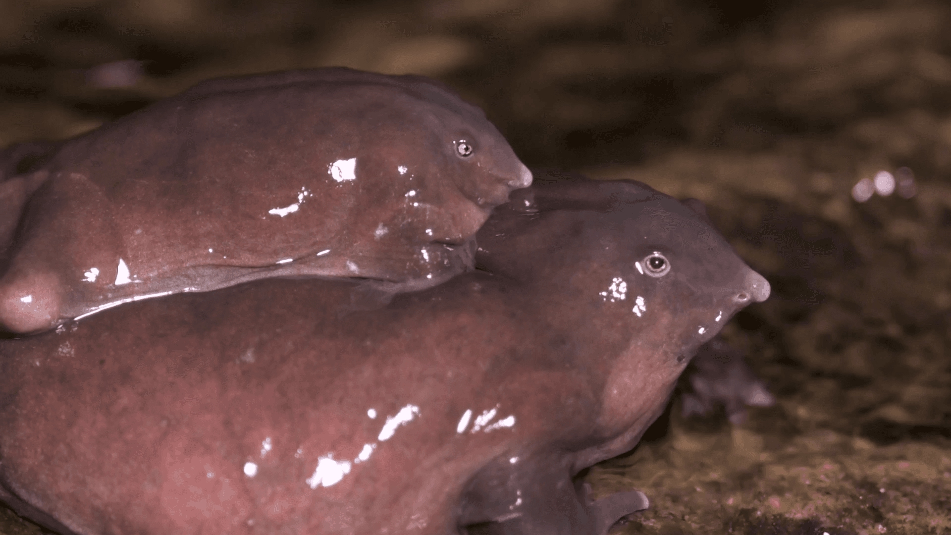 Phát hiện loài ếch mới ở Ấn Độ: Sống cả đời dưới lòng đất và giống... một chú lợn con- Ảnh 4.