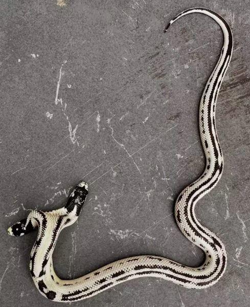 Con rắn 2 đầu quý hiếm giá 1,3 tỷ đồng, chủ nhân quyết không bán - 2