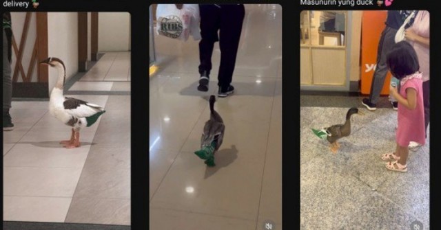 Chú vịt chăm chỉ theo chủ đi ship hàng "gây bão" mạng ở Philippines 1748506958 968 thumbnail width740height495 anh cat 3 2 auto cropjpg 1
