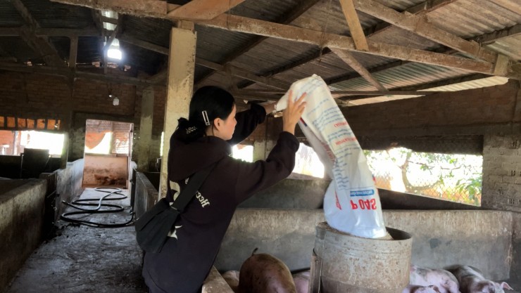 1749439182-ava-2025-06-05t734-width1920height1080 Những công việc thường ngày của Hoài Thương gồm cho lợn ăn