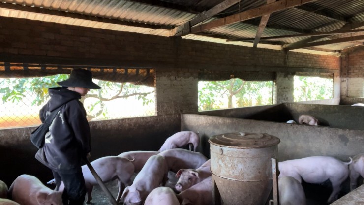 1749439189-generated13460-width1920height1080 Dọn chuồng cũng là việc không thể thiếu mỗi ngày.