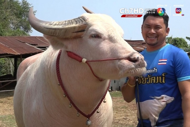 1749541615-trau-bach-tang2-1170-width960height640 Con trâu bạch tạng được trả 3,9 tỷ đồng, người đàn ông quyết không bán - 2