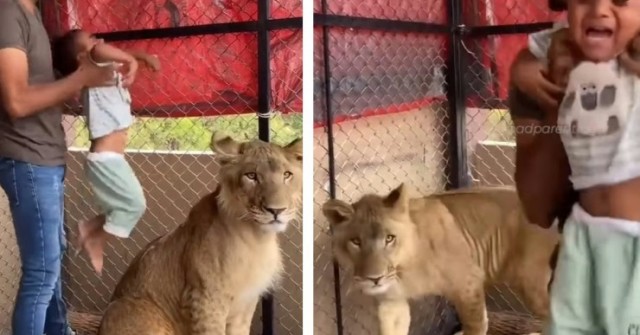 Dù con trai hét lên sợ hãi, người cha vẫn ép con chụp ảnh cùng sư tử 1750998426 5 thumbnail width740height495 anh cat 3 2 auto cropjpg 1