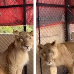 Dù con trai hét lên sợ hãi, người cha vẫn ép con chụp ảnh cùng sư tử 1750998426 5 thumbnail width740height495 anh cat 3 2 auto cropjpg