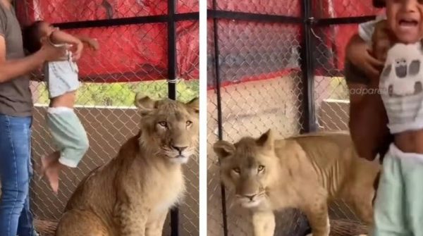 Dù con trai hét lên sợ hãi, người cha vẫn ép con chụp ảnh cùng sư tử 1750998426 5 thumbnail width740height495 anh cat 3 2 auto cropjpg