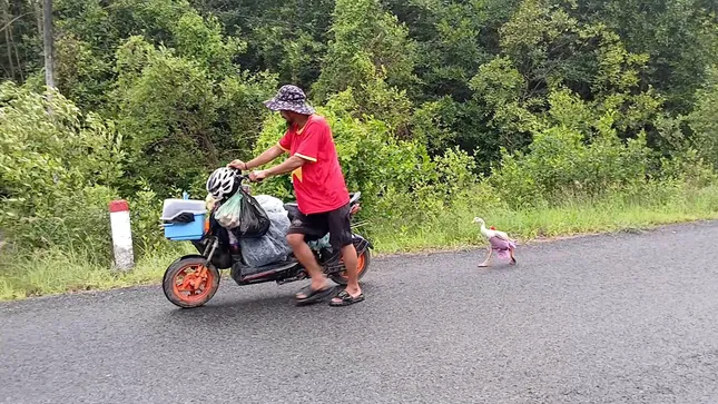 Anh Vinh cùng chú ngỗng đã đi bộ qua gần như toàn bộ các tỉnh thành của Việt Nam.