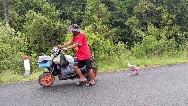 Chú ngỗng cực khôn cùng chủ đi bộ xuyên Việt, được trả ngàn đô cũng không bán 1751419231 862 thumbnail width1200height628jpg