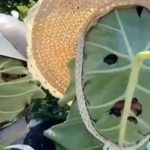 Giới trẻ Trung Quốc "chế" khẩu trang bằng lá sen gây sốt 1751422995 424 thumbnail width740height495 anh cat 3 2 auto cropjpg