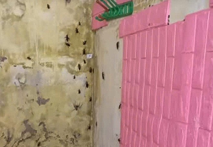 Khi dọn phòng, gián, côn trùng bò khắp nơi. Ảnh: T.N. 