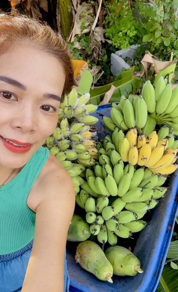 Ca sĩ Mỹ Lệ thu hoạch quả trong vườn. 