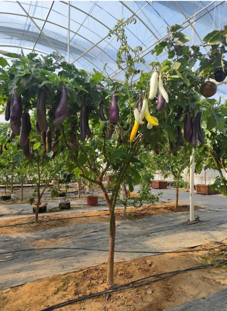 Cây cho hơn 100kg quả mỗi năm. Ảnh: Sohu