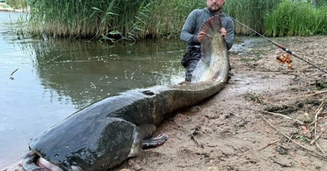 Cần thủ câu được con cá trê khổng lồ dài 2,5 mét trên sông 1753575699 222 thumbnail width740height495 anh cat 3 2 auto cropjpg 1