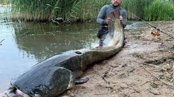 Cần thủ câu được con cá trê khổng lồ dài 2,5 mét trên sông 1753575699 222 thumbnail width740height495 anh cat 3 2 auto cropjpg