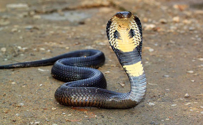 1753669780-ran-ho-mang-8140-2379-8332-width680height418 Hổ mang là loài rắn cực độc và rất nguy hiểm. Ảnh minh họa: NDTV