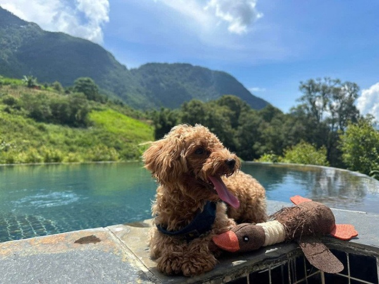 Na Na đưa chó cưng đi cùng trong những chuyến du lịch 