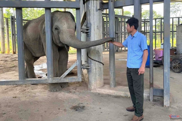 Ông Nguyễn Công Chung gắn bó gần 10 năm nay với voi Gold. Ảnh: Hải Dương