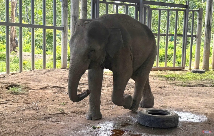 Voi Gold đã nặng hơn 1 tấn, rất thông minh, tinh nghịch. Ảnh: Hải Dương