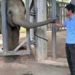 Được cứu lên từ giếng sâu, voi con quyết theo ân nhân, không về với mẹ 1754441571 404 thumbnail width740height495 anh cat 3 2 auto cropjpg