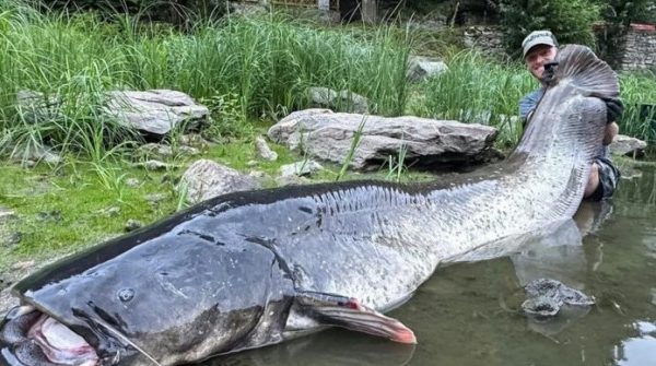 Cần thủ câu được con cá trê khổng lồ dài 2,68 mét trên sông 1754979260 734 thumbnail width740height495 anh cat 3 2 auto cropjpg