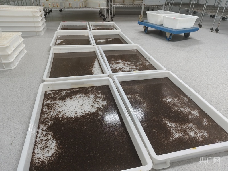 Trung Quốc thả 5 triệu con muỗi mỗi tuần giữa tâm dịch Chikungunya- Ảnh 2.