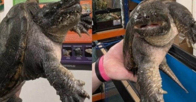 Vịt biến mất hàng loạt, cư dân tá hỏa khi phát hiện thủ phạm kỳ lạ 1755390373 614 thumbnail width740height495 anh cat 3 2 auto cropjpg 1