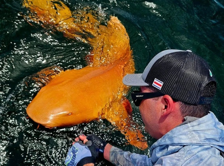 Con cá mập với đôi mắt trắng ma quái. (Nguồn: ParisminaDomusDei/Facebook)